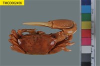 藏品(弧邊管招潮蟹)的圖片